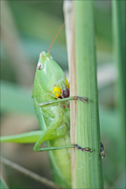 ruspolia nitidula ou conocéphale gracieux