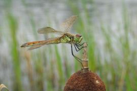 s_dep_f_2007_08_.jpg s_dep_f_2007_08_.jpg