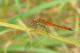 Sympetrum à corps déprimé (Sympetrum depressiusculum) Mâle. [copyright Devillers - Bertrand, Christine et Serge]