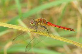 s_dep_m_2007_08_.jpg s_dep_m_2007_08_.jpg