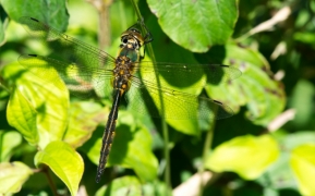 S_flavomaculata_20130701_91Murnau S_flavomaculata_20130701_91Murnau