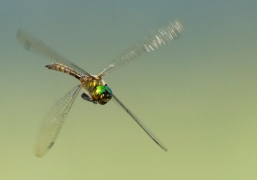 S_flavomaculata_20150721_190MurnauerMoos S_flavomaculata_20150721_190MurnauerMoos