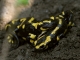 Salamandre tachetée