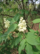 Sambucus racemosa Sambucus racemosa
