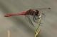 Sympétrum sanguin (Sympetrum sanguineum) Mâle. [copyright Rouck Jean]