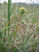Sanguisorba minor 2 Sanguisorba minor 2
