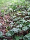 Sanicula europaea [copyright Wibail Lionel]