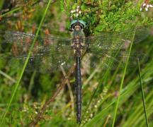 Sarctica2_ch_devillers.jpg Sarctica2_ch_devillers.jpg