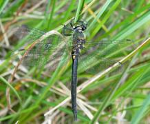 Sarcticach_devillers.jpg Sarcticach_devillers.jpg