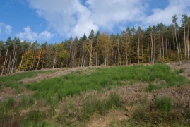 Sarothamnaie sur coupe à blanc Sarothamnaie sur coupe à blanc