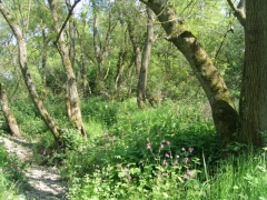 Saulaie alluviale Saulaie alluviale