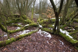 saulaie non marécageuse à Salix aurita et Salix cinerea saulaie non marécageuse à Salix aurita et Salix cinerea
