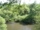 G1.11 - Saulaies riveraines