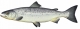 Saumon atlantique