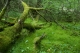 Saussaie sur tourbe [copyright]