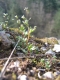 Saxifraga tridactylites [copyright Wibail Lionel]