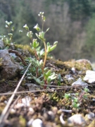 Saxifraga tridactylites Saxifraga tridactylites