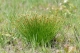 Scirpus cespitosus [copyright]