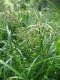 Scirpus sylvaticus [copyright Wibail Lionel]
