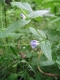 Scutellaria galericulata [copyright Wibail Lionel]