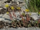 Sedum rupestre [copyright Delescaille Louis-Marie]