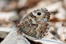 semele_sanmartin.jpg semele_sanmartin.jpg