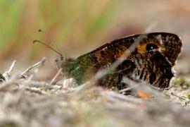 semele_smits.jpg semele_smits.jpg