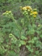Senecio erucifolius