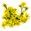 plantes terrestres