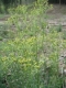 Senecio sylvaticus [copyright Wibail Lionel]