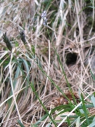 Sesleria caerulea Sesleria caerulea
