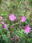 Silene dioica Silene dioica