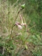 Silene nutans [copyright Wibail Lionel]