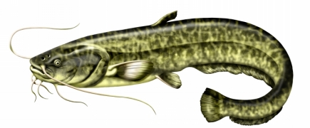 silure glane.jpg silure glane.jpg