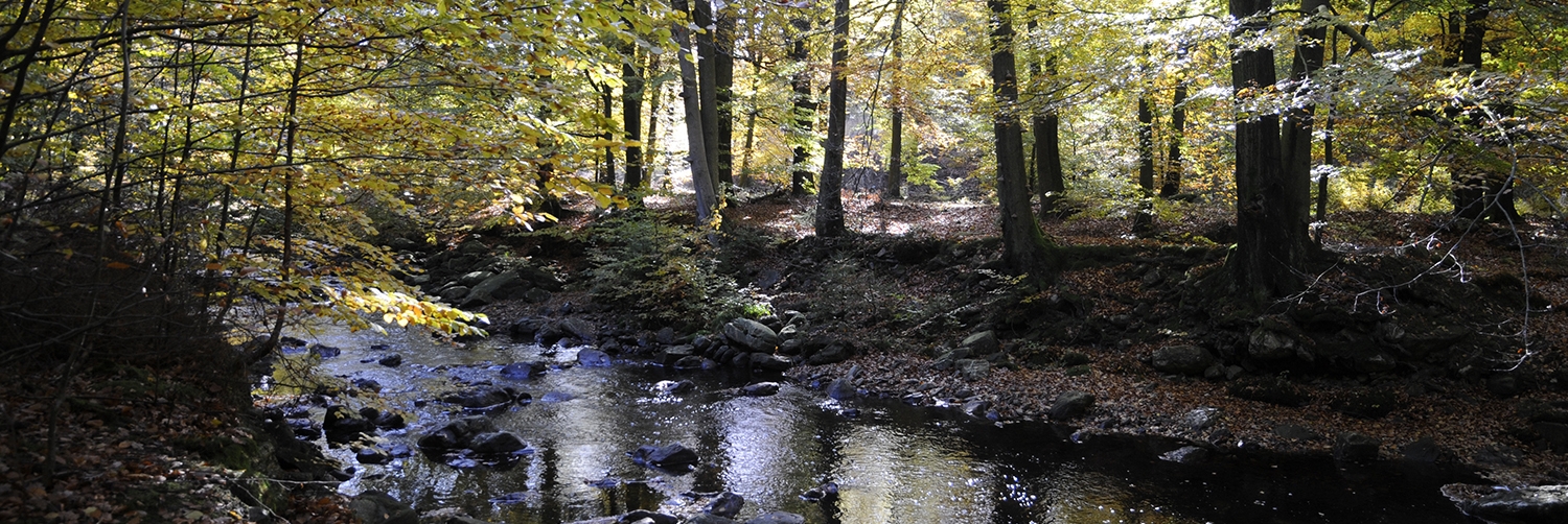 Site_33024_Helle_Helle_Api_8256 (2)