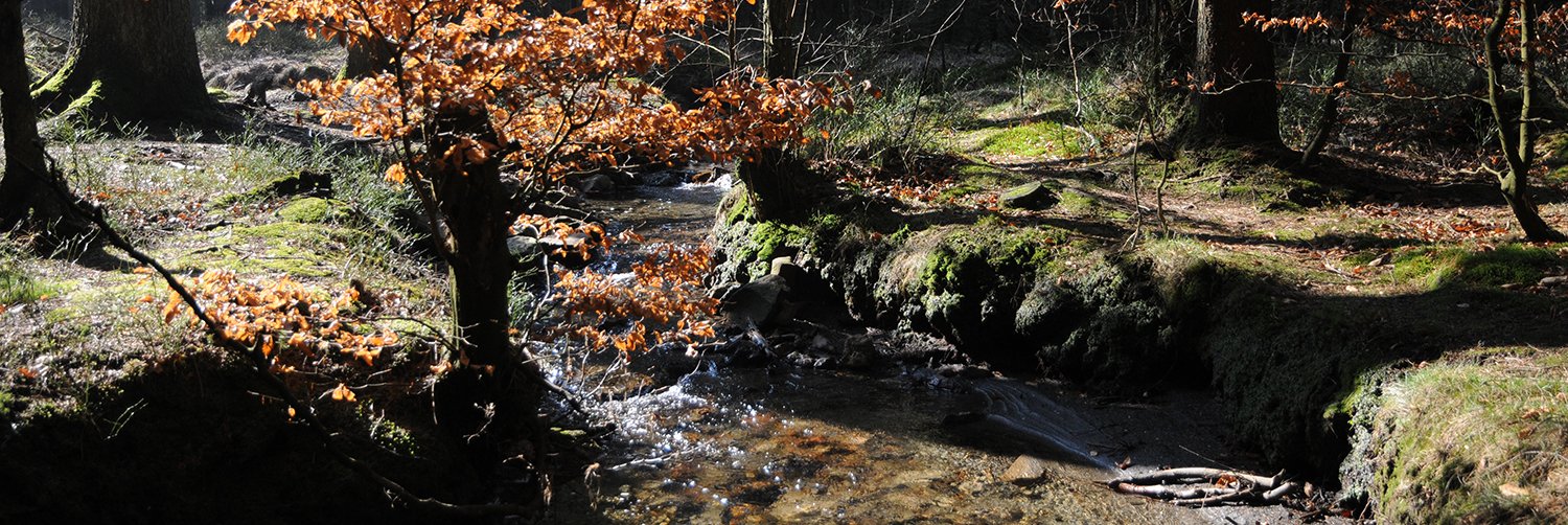 Site_33053_Noir_ru_Rechterbach_Noir_Ru_API_7730 (1)