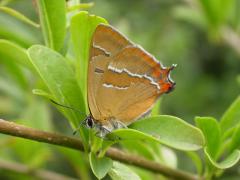 smits_betulae.jpg smits_betulae.jpg