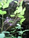 Solanum dulcamara [copyright Wibail Lionel]