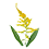 Solidago_gigantea_transp_45x45