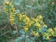 Solidago virgaurea