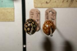 Sospita vigintiguttata_sanmartin.jpg Sospita vigintiguttata_sanmartin.jpg