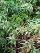 Sphagnum sp. Sphagnum sp.