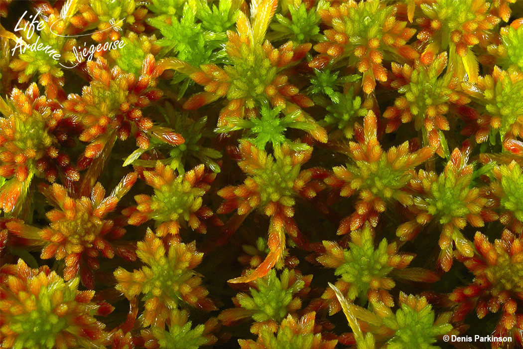 Sphagnum1