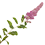 Spiraea2_45x45