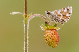 spisertorius_Jeroen_mentens.jpg spisertorius_Jeroen_mentens.jpg