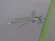 Leste fiancé (Lestes sponsa) Mâle. [copyright Rouck Jean]