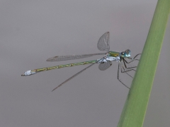 sponsa b.jpg sponsa b.jpg