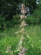 Stachys alpina [copyright Wibail Lionel]