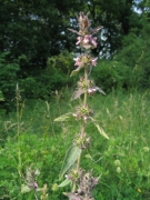 Stachys alpina_2 Stachys alpina_2