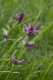 Stachys officinalis [copyright]